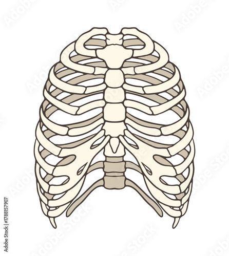 human ribs bone illustration