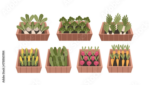Raised Garden Beds with a Variety of Fresh Vegetables. Colorful Vegetable Harvest in Wooden Box. Fresh Vegetable Set in Wooden Box