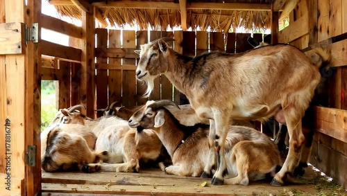 Group of domestic brown goats resting and standing inside a rustic wooden barn with hay on the floor.