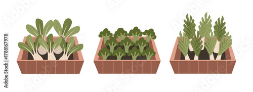 Container Garden with Various Vegetables. Organic Farm Vegetables in Crate. Fresh Vegetable Set in Wooden Box.