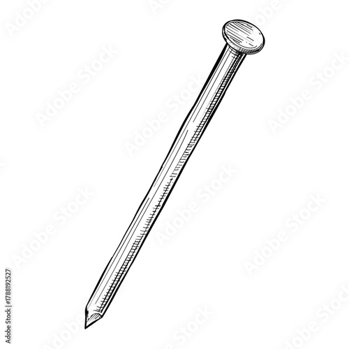common nail vector line art hand drawn illustration