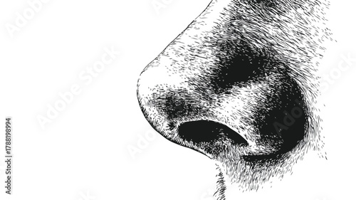 Detailed Black and White Vector Drawing of Nose and Mouth for Professional Use
