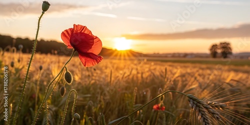Fototapeta Naklejka Na Ścianę i Meble -  Red poppy flowers bloom in a summer field under a blue sky at sunset