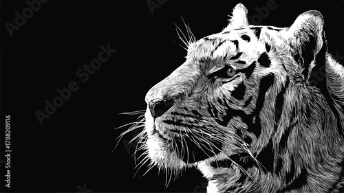 Majestic Tiger Drawing on Black and White Background Vector Illustration