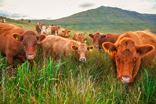 Fototapeta Herd of brown cattle grazing on hillside in Scottish Highlands