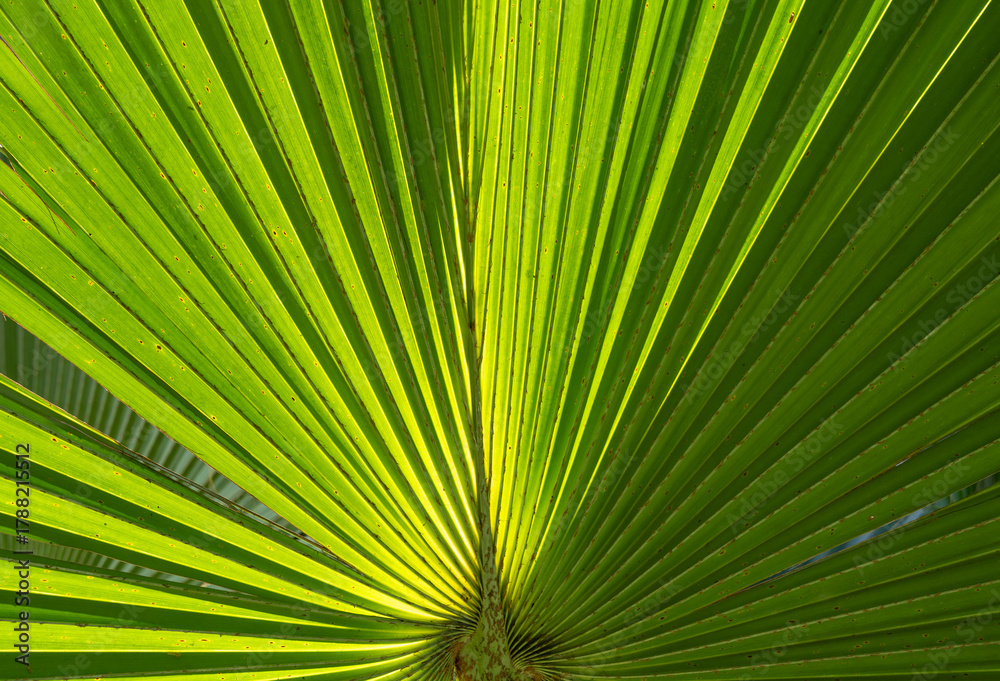 Fototapeta premium Close-up of Green Palm Leaf Texture with Sunlight