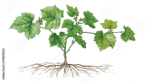 Healthy Grape Plant Seedling with Delicate Roots for Isolation
