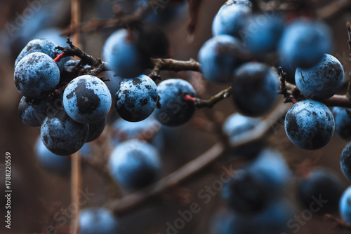 Macro of wild sloe (Prunus spinosa) with dark, contrasting autumn colors