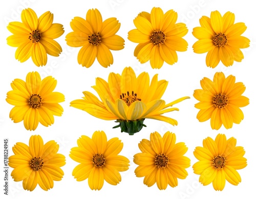 A collection of bright yellow daisy-like flowers displayed against a stark white background in a grid-like pattern
