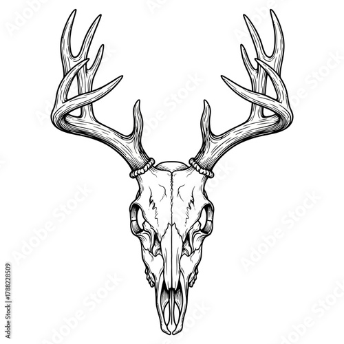 a majestic deer skull with large antlers, black and white