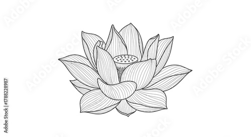 Elegant lotus flower vector illustration, showcasing intricate line art design for spiritual