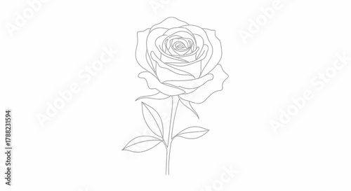 Delicate rose line art illustration on a plain background offering a timeless minimalist botanical
