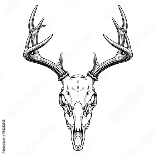 a majestic deer skull with large antlers, black and white