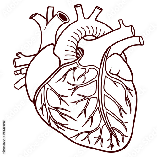 Stylized outline drawing of a human heart