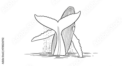 Detailed line art illustration of a breaching humpback whale with tail up and water droplets
