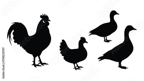 Farm poultry silhouettes isolated on white background, Vector