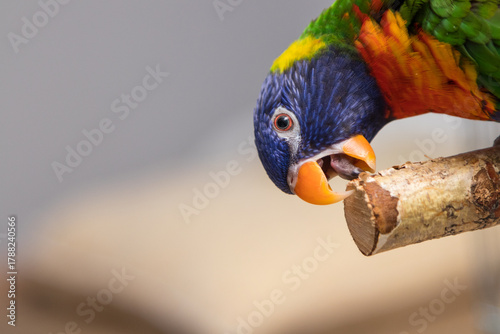 Photos Close-up of a colorful Rainbow Lorikeet (Trichoglossus haematodus) pecking a wooden branch