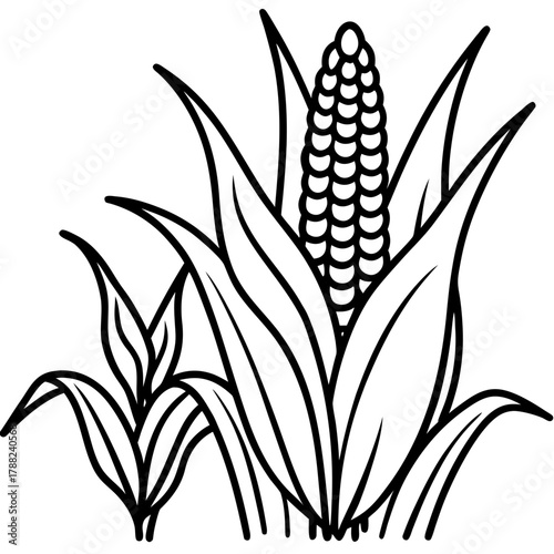 Stylized black and white illustration of corn stalks and ear