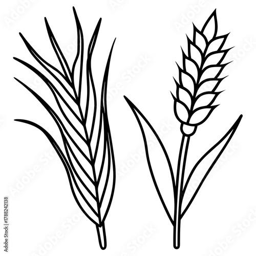 Simple line art drawing of wheat stalks and leaves