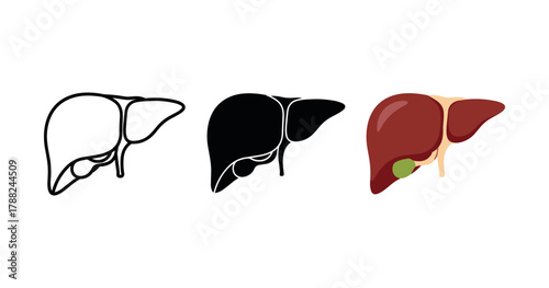 Illustration of human liver in three styles: outline, silhouette, and colored diagram