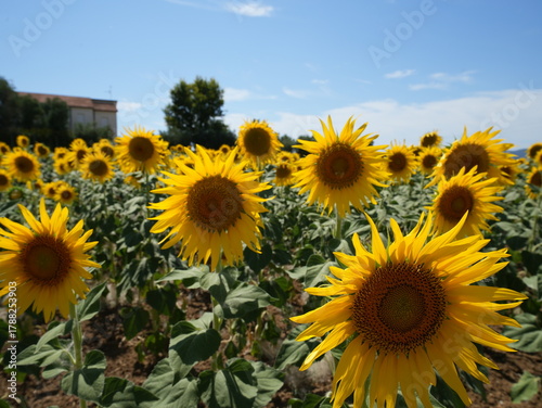 sunflowers
