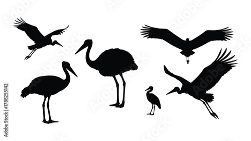 Stork and crane bird silhouettes isolated on white background, Vector