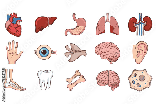 Collection of illustrated human organs and body parts including heart liver stomach lungs kidneys hand eye ear foot tooth bones brain and amoeba