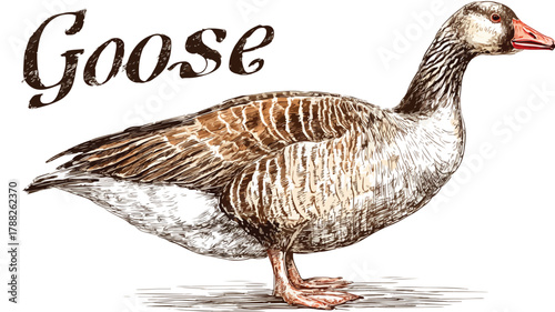 Professional Vector Drawing of Goose with Word Goose - Creative Design Element