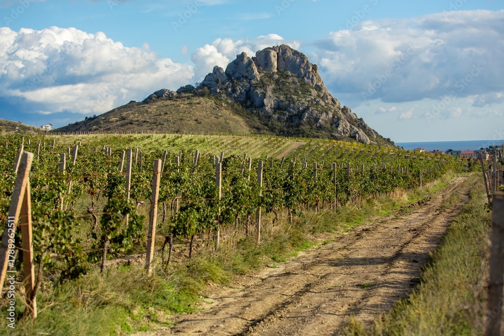 Naklejka premium Vineyard agricultural fields aerial landscape during sunrise.