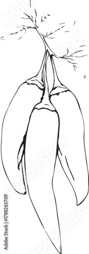 Botanical illustration of flower reproductive organs including pistil, stamens, petals, and sepals in black and white