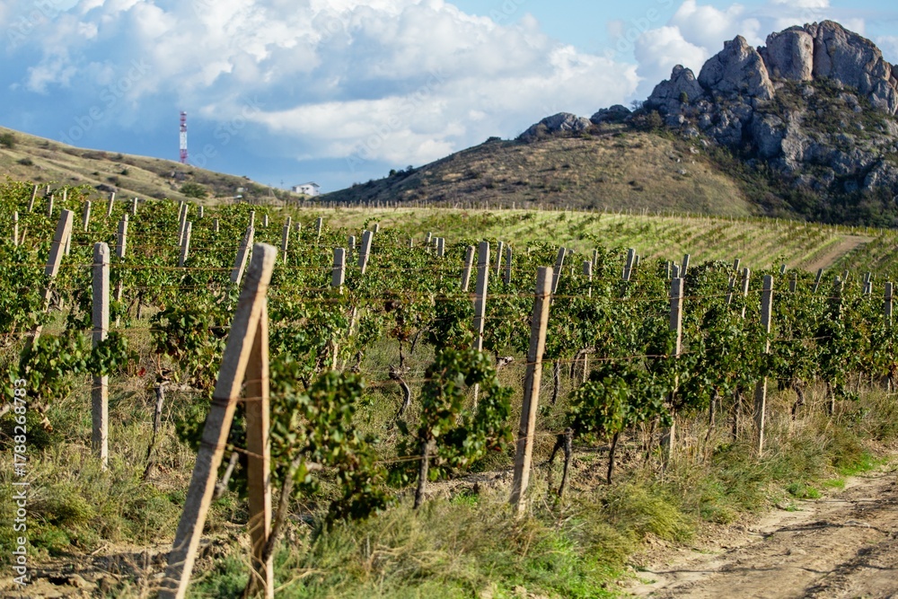 Naklejka premium Vineyard agricultural fields aerial landscape during sunrise.