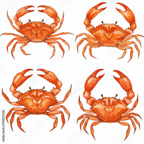 Red crab watercolor on white background