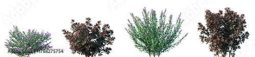 Set of Weigela Naomi Campbell and Cuphea frontal set street flowering shrub isolated png in sunny daylight on a transparent background perfectly cutout