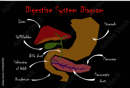 Digestive System Anatomy, Pancreas, Liver, and Gallbladder Diagram