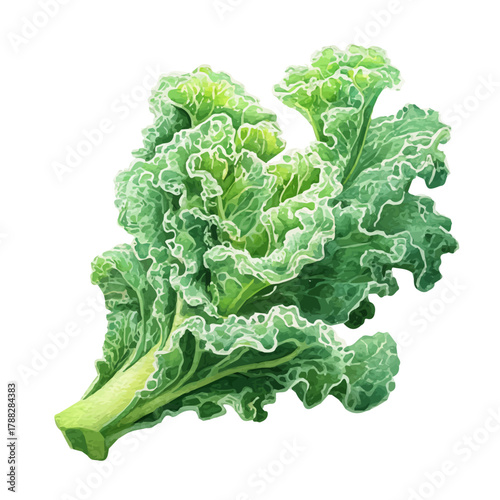 Kale, natural isometric watercolor clipart painting, pure vector illustration style on a white background.