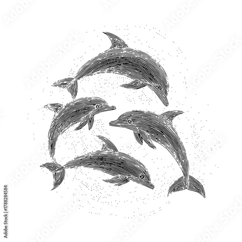 Illustration of a pod of four dolphins rendered with black lines and stippling on a white background