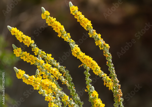 Flowering yellow plants on stalks on the beach