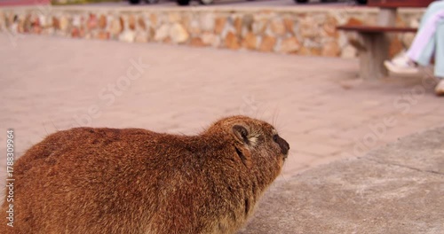 Close-up of a Cape hyrax dassie, surveys the surroundings of Hermanus, South Africa.
An example of adaptation of wild animals to the urban environment.

