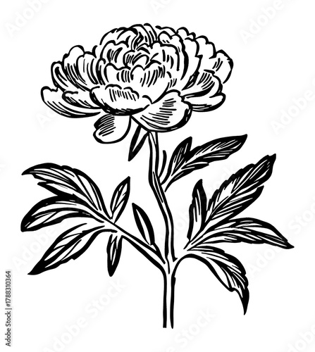 PNG Peony drawing art sketch.