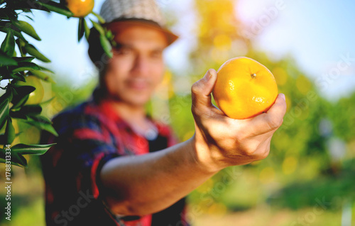 Oranges and Orange Farming Sustainable Agriculture Orange Farmers' Work Orange Cultivation and Orange Harvesting