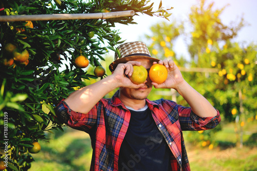 Oranges and Orange Farming Sustainable Agriculture Orange Farmers' Work Orange Cultivation and Orange Harvesting