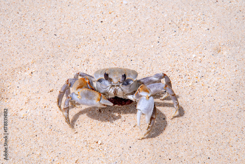 crab with eggs on the sand in maldive