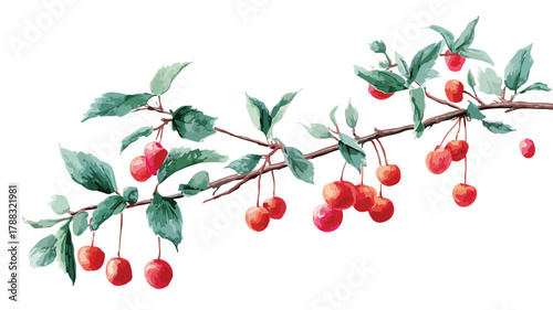 Vibrant Berry Twig and Branch with Hanging Berries Vector Illustration