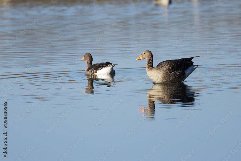 Obraz premium two greylag geese in the lake, greyblue shimmering lake, a greylag goose from the side reflecting in the water, Anser anser, two gray geese on the lake