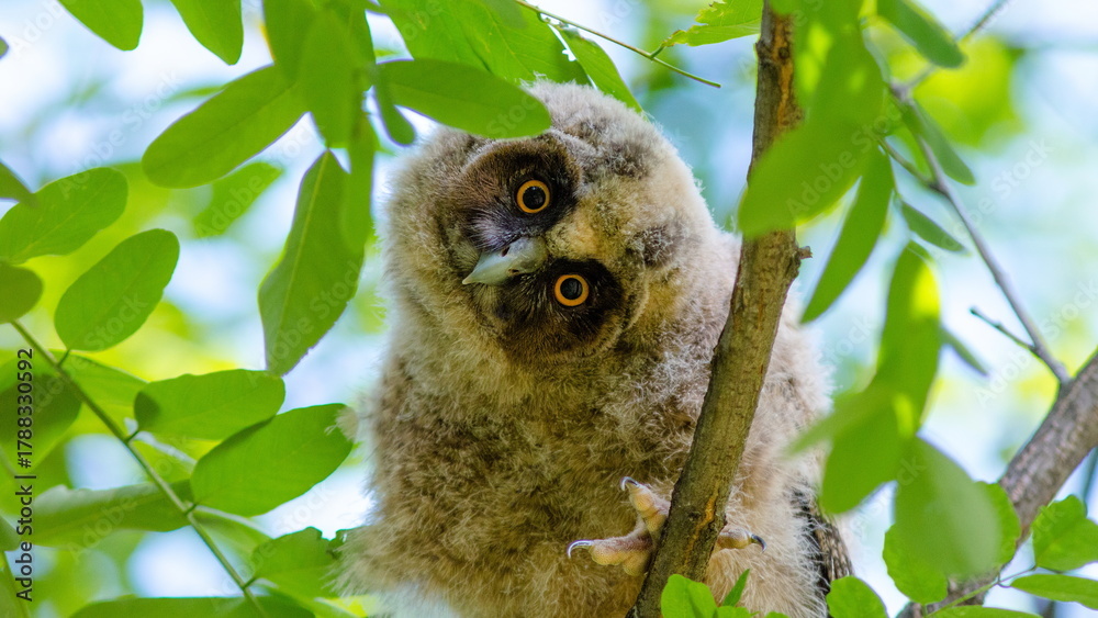 Obraz premium owl in tree