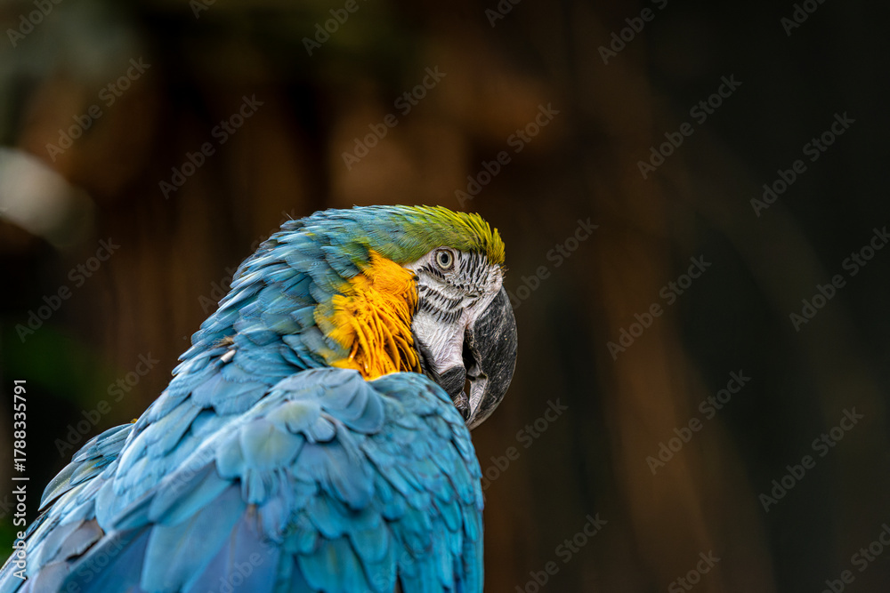 Obraz premium Bloedel Conservatory, a lush glass dome filled with tropical plants and colorful birds a offering warm oasis high atop Queen Elizabeth Park in Vancouver BC