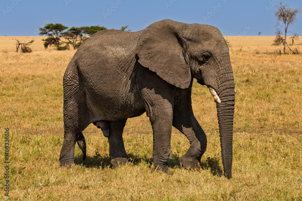 Fototapeta premium Serengeti National Park, Tanzania: Bull Elephant on the Savanna