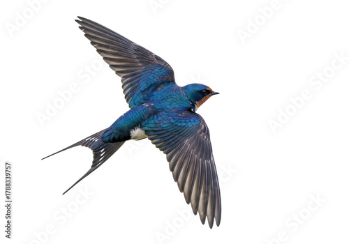 Barn swallow flying PNG isolated on transparent background, Hirundo rustica bird with blue plumage and long forked tail, wildlife