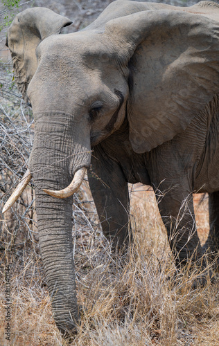 Elephant in the bush of Kruger National Park South Africa