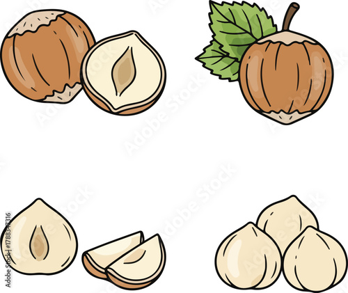 Hazelnut Vector Illustration